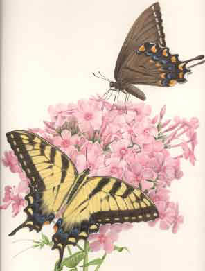 Tiger Swallowtail On Phlox
